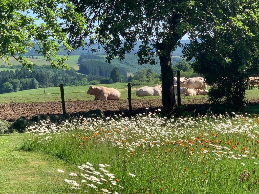 Urlaub Mit Hund Auf Dem Bauernhof Hofswald Apartment Euscheid Екстериор снимка