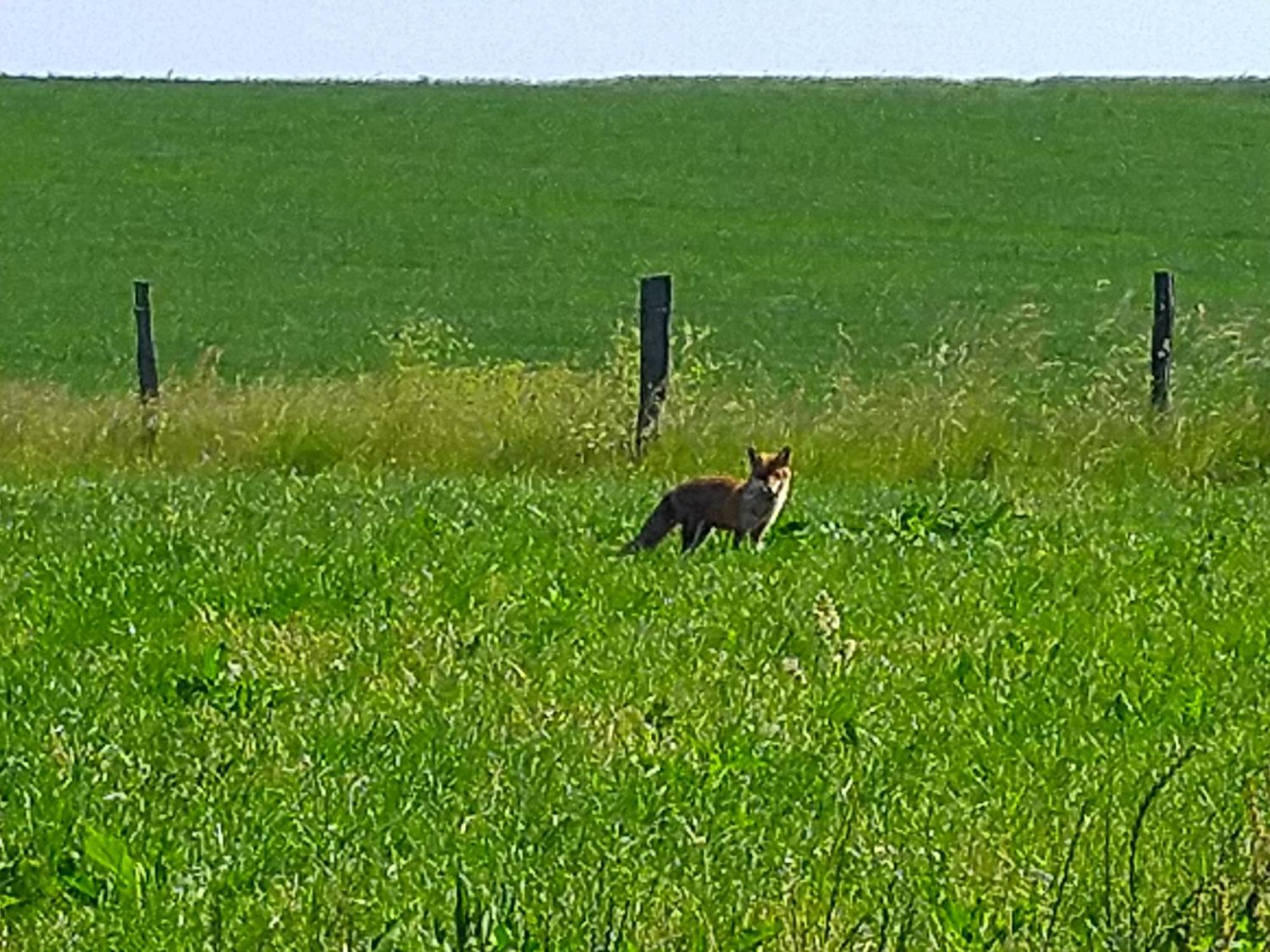 Urlaub Mit Hund Auf Dem Bauernhof Hofswald Apartment Euscheid Екстериор снимка