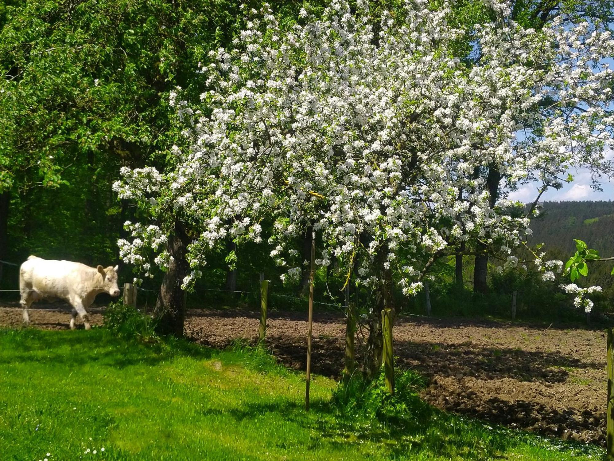 Urlaub Mit Hund Auf Dem Bauernhof Hofswald Apartment Euscheid Екстериор снимка